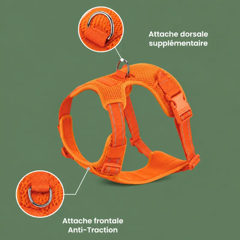 Schéma des deux attaches du harnais Premium : frontale anti-traction et dorsale