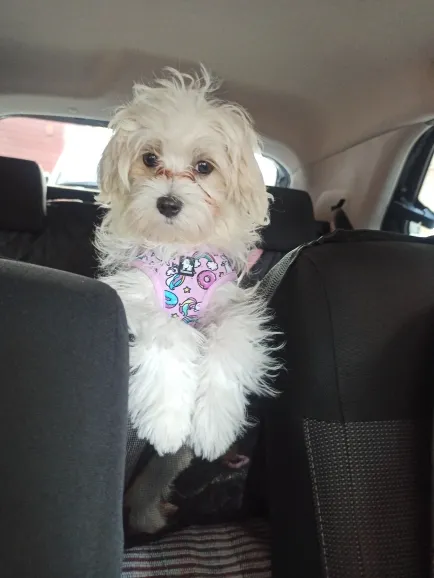 Chiot maltais de 2,6 kg dans une voiture avec le harnais Petit Chien rose